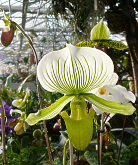 En Orchidee vun de Frauenschoh-Oort. -- Klick op to'n Vergröttern!