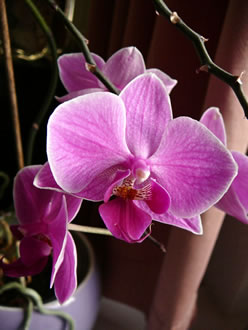 Phalaenopsis. -- Klick op to'n Vergröttern!