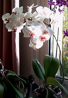 Witte Orchidee. -- Klick op to'n Vergröttern!