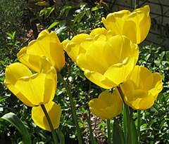 Geele Tulpen