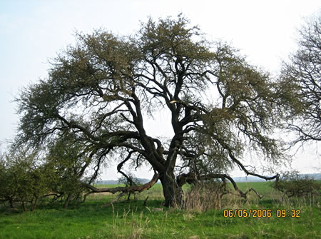 De legendäre Appelboom