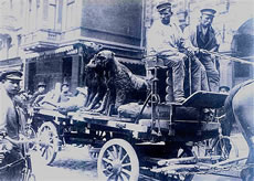 De utstoppten Löwen warrt aftransporteert. Histoorsches Foto. Klick op to'n Vergröttern!