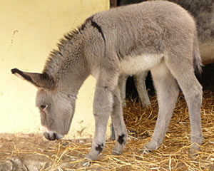 Lütt Esel köönt foorts na de Geboort stahn