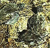afstört' Nest mit dode Muerseiler-Küken in